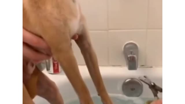 Cute dog feared from cutting his nail #shorts #cutedog #funnydogvideos