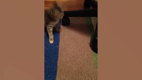 Cute Cat Sneezes Repeatedly