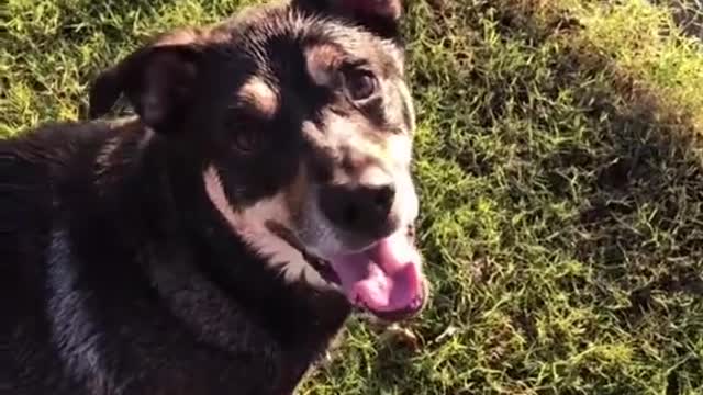 The Journey of a Lost Ball Between Man and Dog