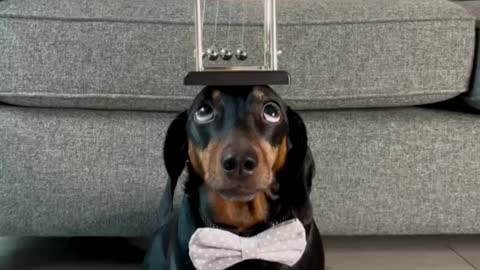 Harlso the Dachshund Balancing Newton's Cradle on His Head