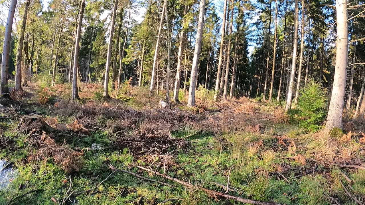 Hiking into the woods. Vlog. GOPRO 18th Jan 2023