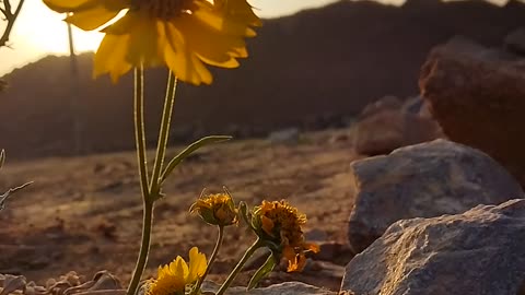 Yellow flowers lovver ek baar to dekho. L. L. L. L. L. L.