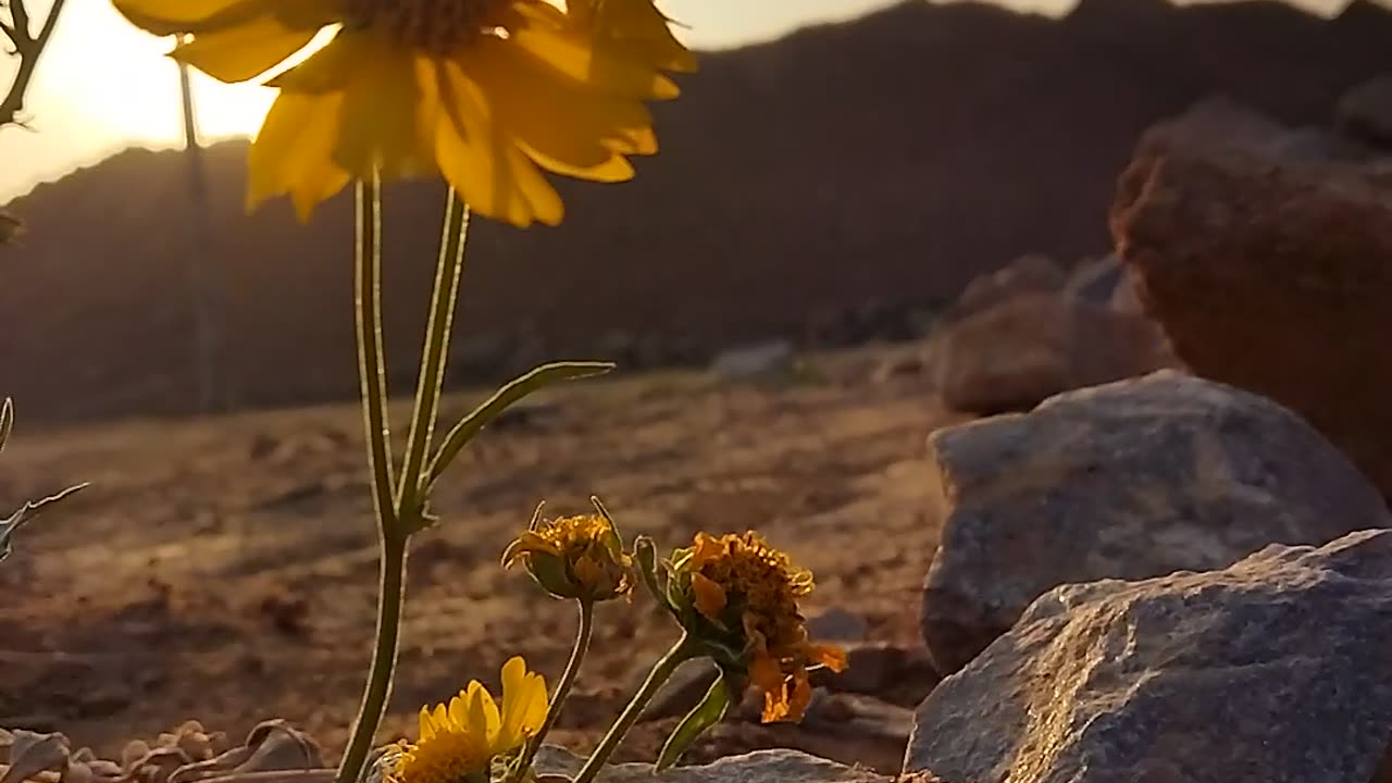 Yellow flowers lovver ek baar to dekho. L. L. L. L. L. L.