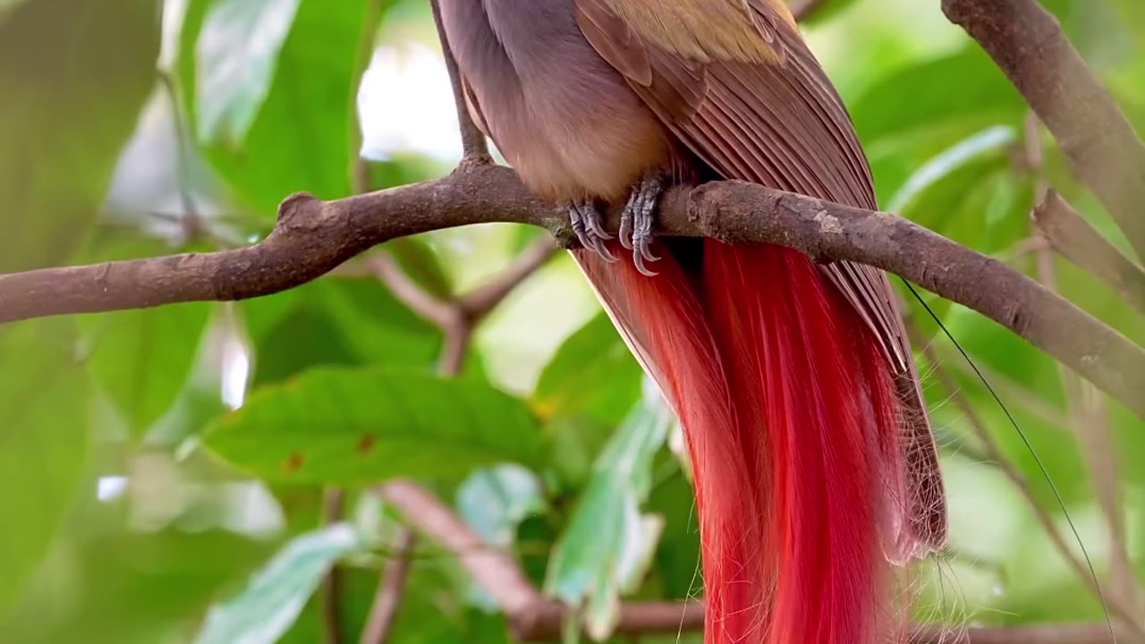 Goldie bird of paradise