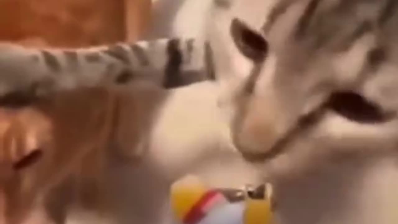 😺😂😂