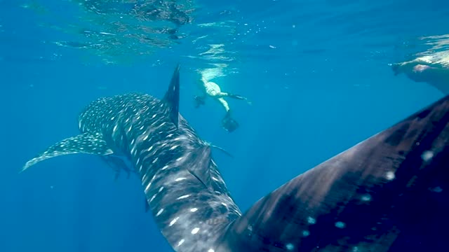 Nice looking Humpback whales very long and shinny