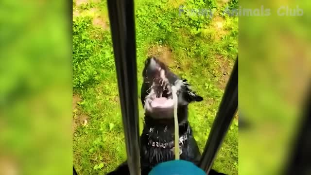 most funny animal video 2022