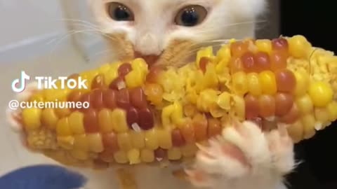 cat enjoy eating sweet corn so cute