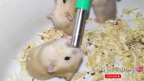 The funniest hamsters - Don't steal my drink