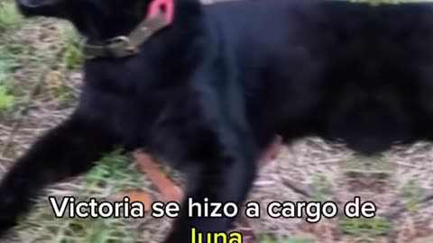 Victoria imaginó que estaba rescatando un gato pero era una pantera