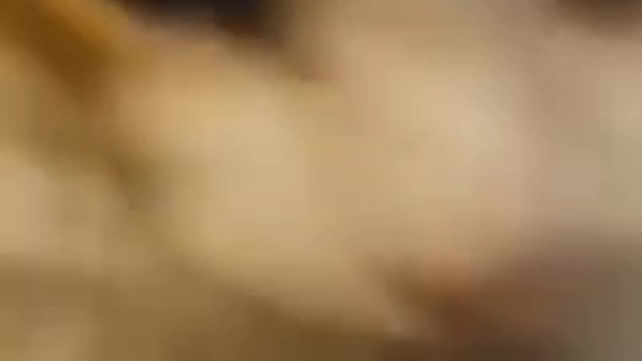 Funniest animal funny cats and funny dogs