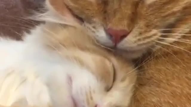 7 Shocking Dwayne Johnson Tweets About Cats
