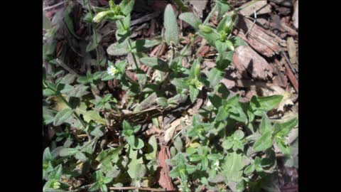 Tiny Love Chickweed Mouse ear June 2021