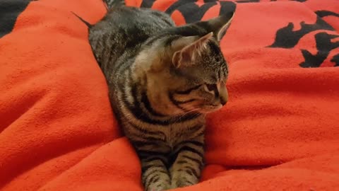 Cat kneads the bread