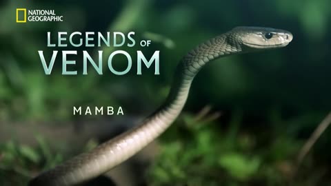 The Mighty Black Mamba | Legends of Venom | हिन्दी | National Geographic