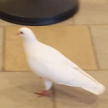 Honolulu is scared $h*tless of Covid 19(84) bit doesn't habe any concerns over bird flu.