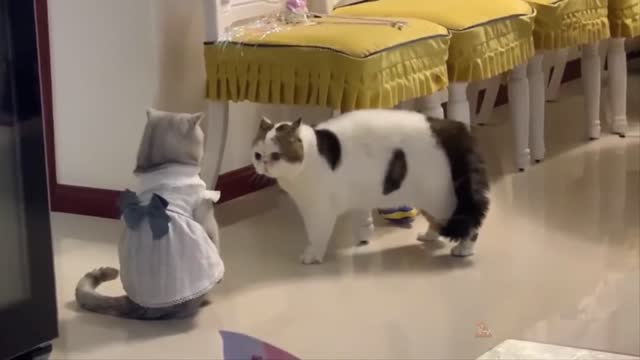 Baby Cats: 29 Cutest and Funniest Cat Videos | Aww Animals