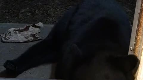 Bear Sits On Command And Falls Asleep In Doorway