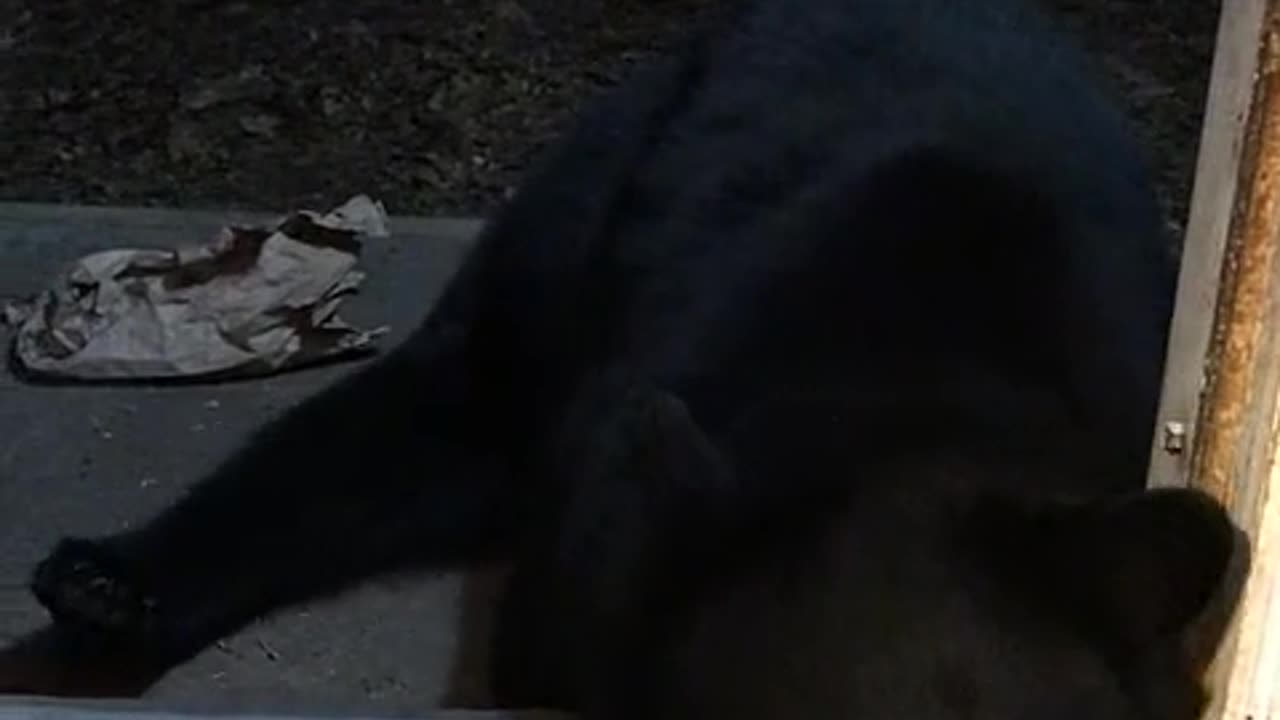 Bear Sits On Command And Falls Asleep In Doorway