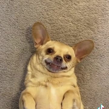 FEEL LUCKY TO HAVE FLIRTING PUPPY EVERY MORNING.mp4