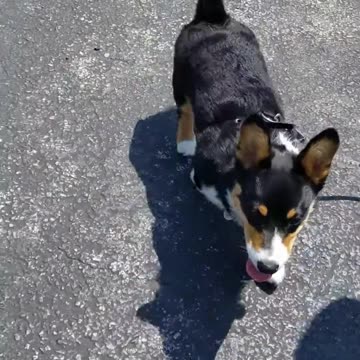 Shaping the Recall cue with Loki.