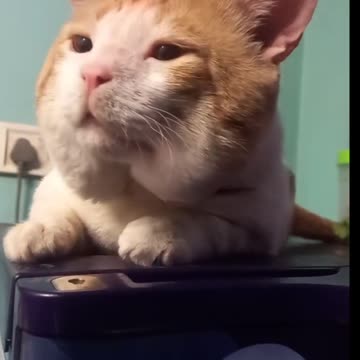 Ladoo cat love with mom ❤️