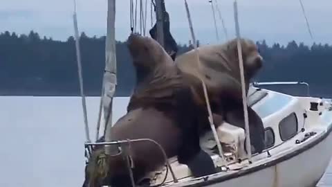 This is a beautiful and charming water-dwelling species