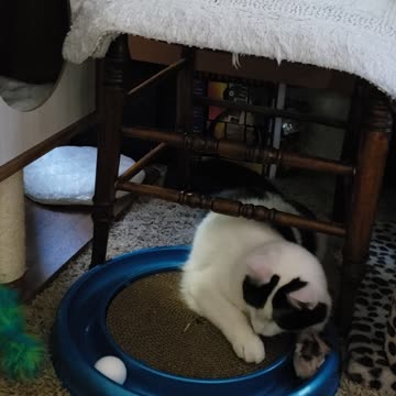 Relaxing Rebel playtime