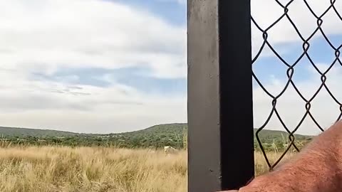 Lion careolls