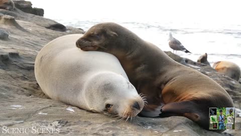 Wonderful World Of Young Animals - Part 02