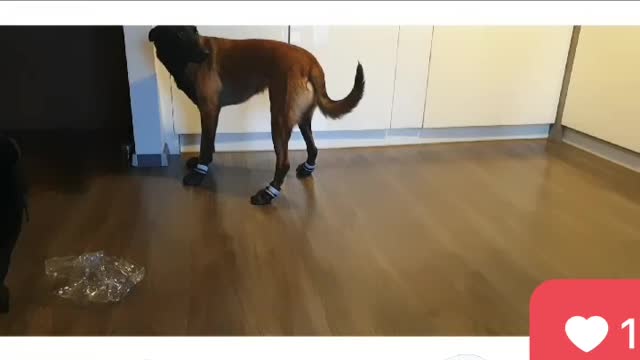 The dog tried on shoes