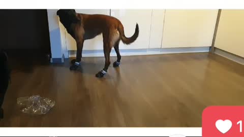 The dog tried on shoes