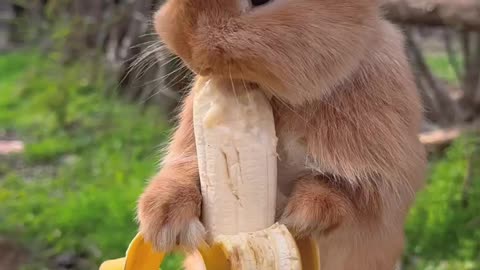 Rabit banana eating 🤩🤩