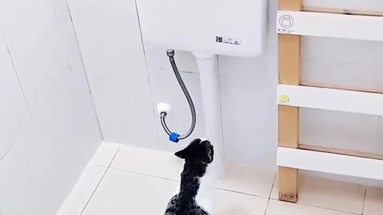 I can hardly believe what I see have Cat become so smart.