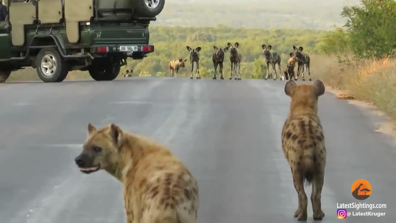 Hyenas Say "We outta here" When 20 Wild Dogs Charge In