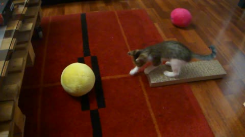 Messi The Cat Playing with Balls