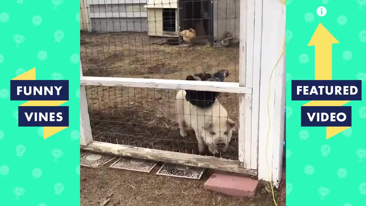 #dog #cats