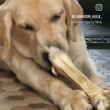 Cute puppy animal beautiful animals 🤩🤩😍