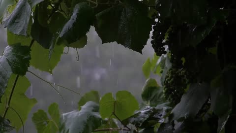 Rain Sounds For Relaxing, Focus or Sleep White Noise