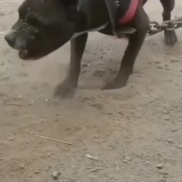 Pitbull🔥dog status | Pitbull lover | American bully | Pitbull dog fight scene | Dangerous dog breeds