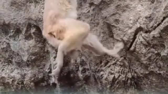 Extreme Fights Between Wild Animals