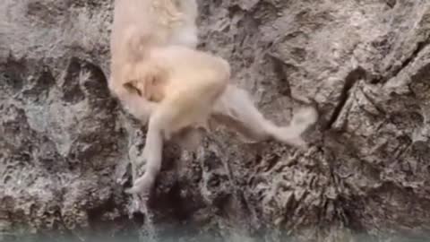 Extreme Fights Between Wild Animals