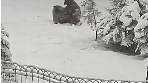 Dog and cate funny video