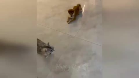 Tingkah lucu kucing dan anjing