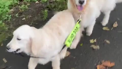 Dog Walking His Blind Dog Friend