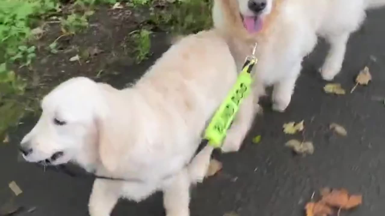 Dog Walking His Blind Dog Friend