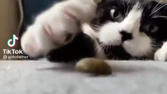 Cute Baby Cat Videos || Baby Cats - Cute and Funny Cat Videos Compilation || Funny Animal Videos