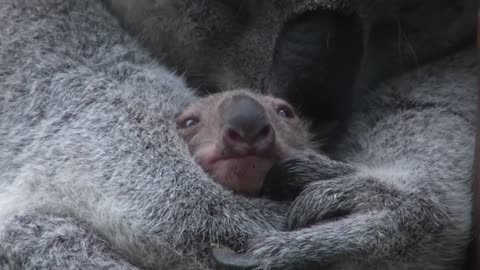 Baby koala Oobi-Ooobi uit buidel Guwara