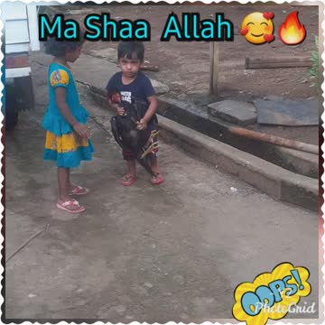 1 year old boy carrying aseel rooster