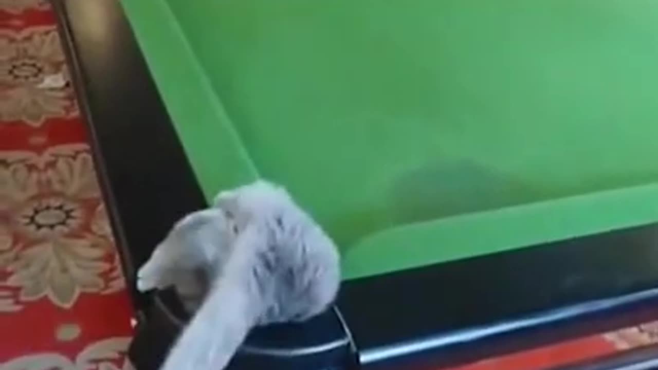 funny cat compilation#320#shorts